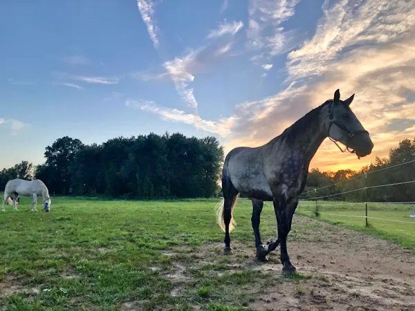 $525,000 | 19250 Homer Road, Marshall, MI 49068