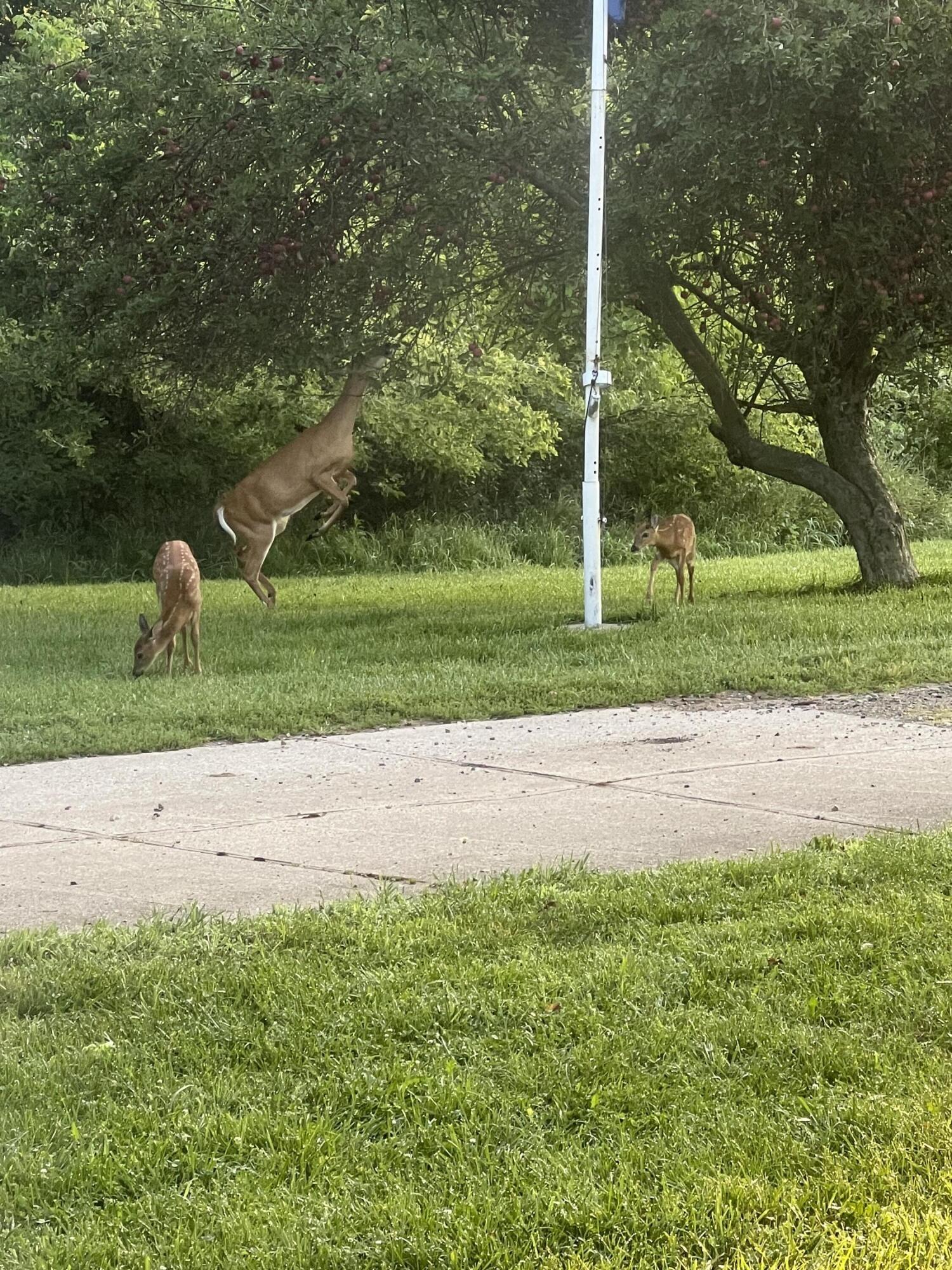 19250 Homer Road Marshall, MI 49068 - Photo 73 of 94 IMG_5238