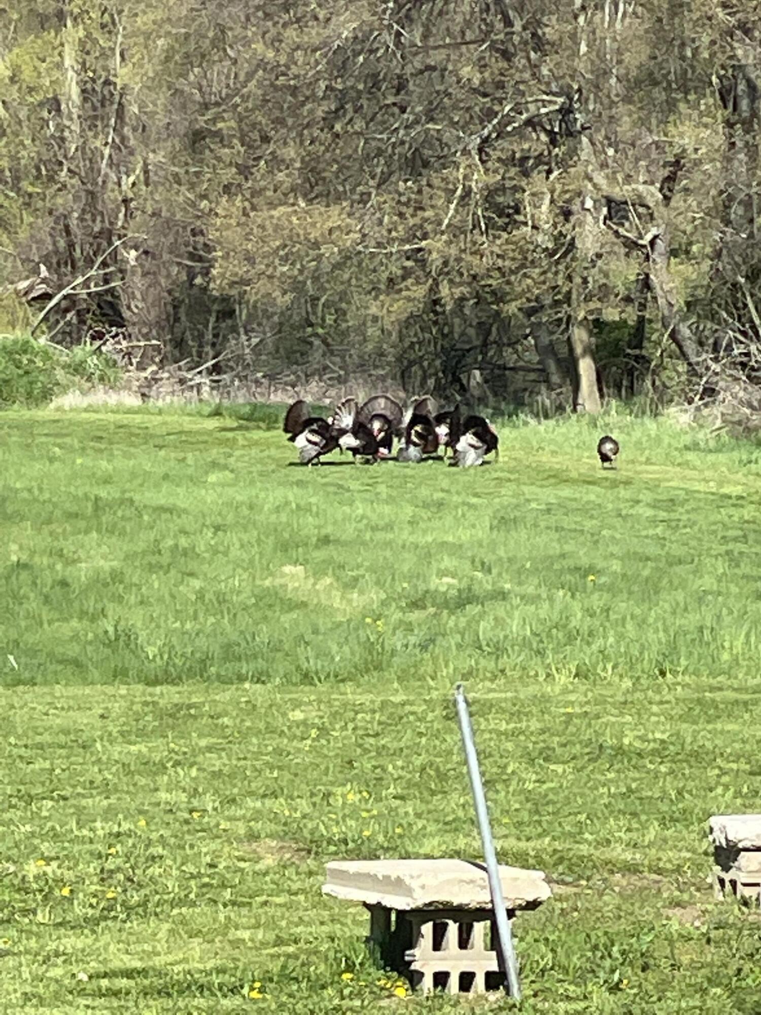 19250 Homer Road Marshall, MI 49068 - Photo 74 of 94 IMG_5241