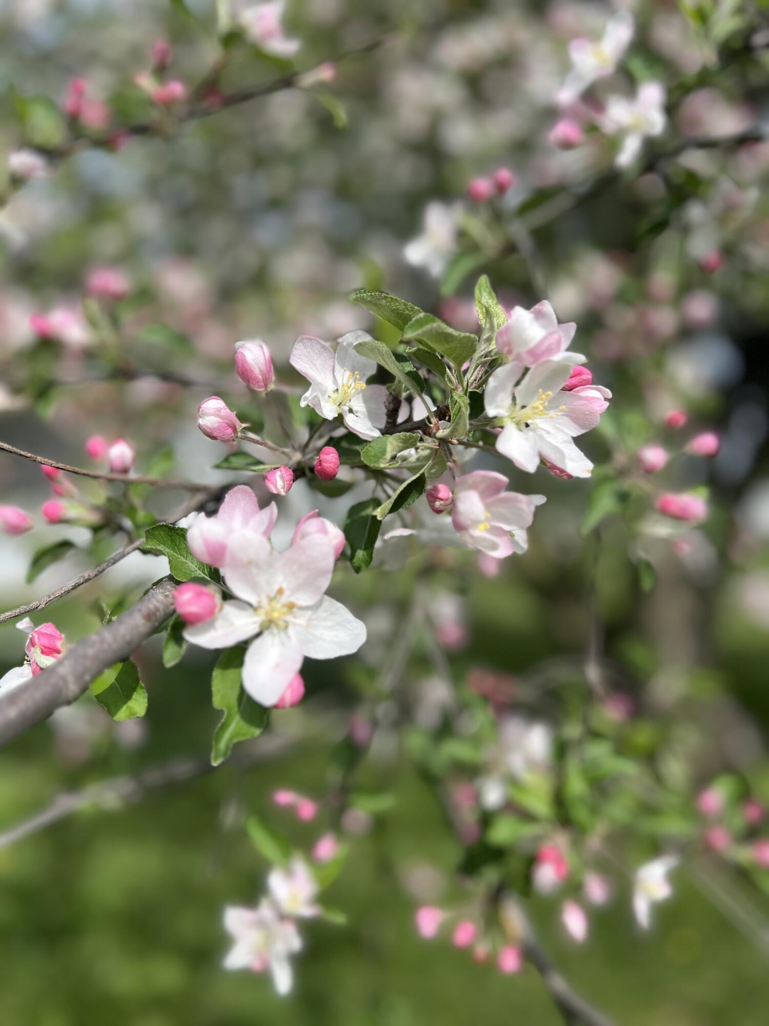 19250 Homer Road Marshall, MI 49068 - Photo 90 of 94 IMG_5244