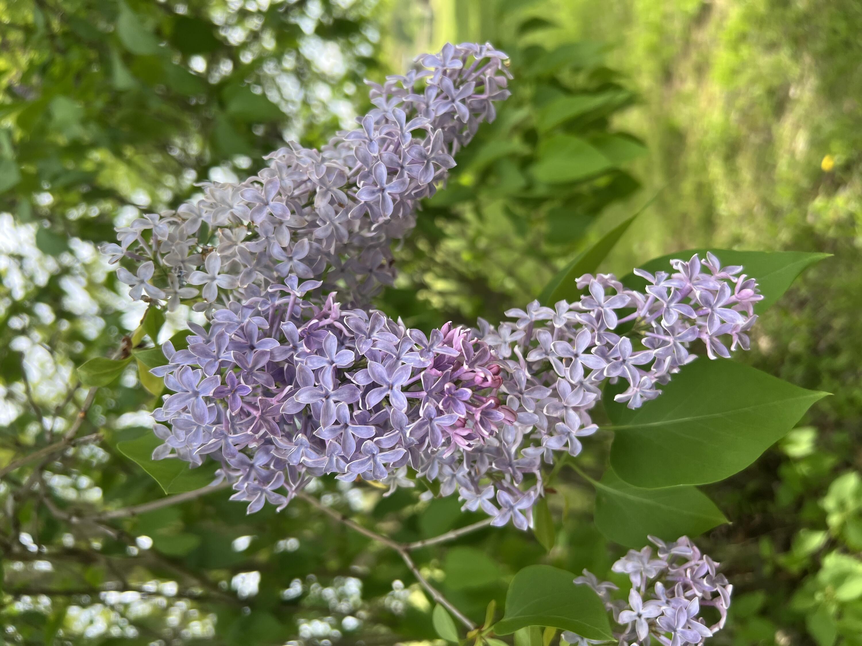 19250 Homer Road Marshall, MI 49068 - Photo 91 of 94 IMG_5231
