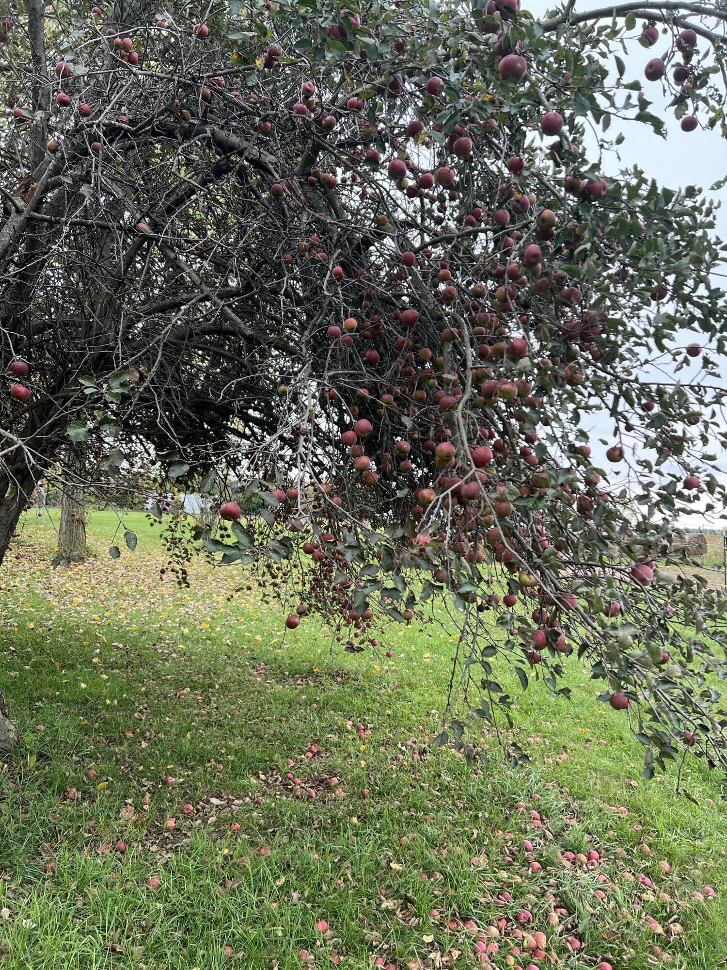 19250 Homer Road Marshall, MI 49068 - Photo 92 of 94 IMG_5230