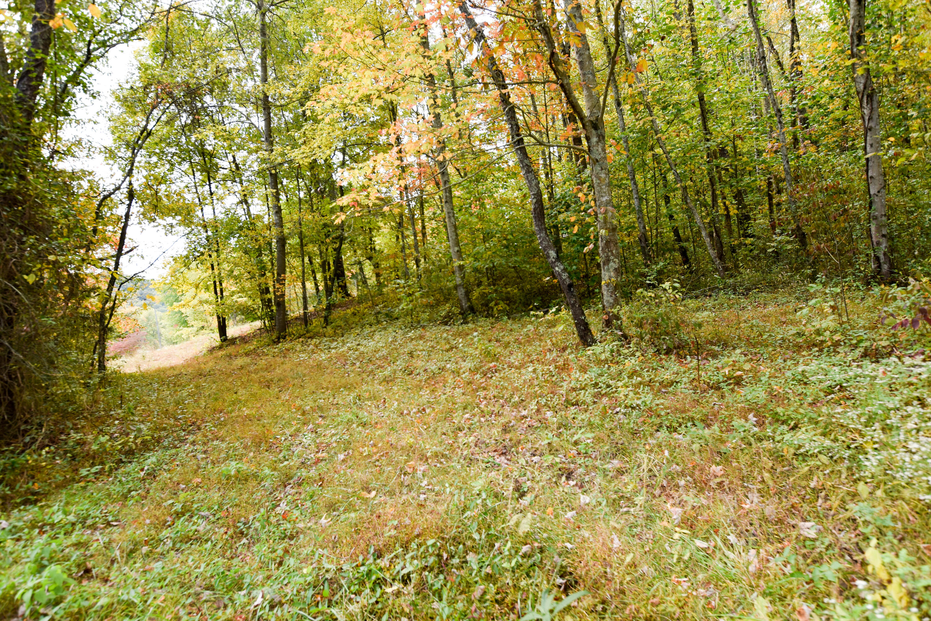 2390 Beechy Creek Road Wallingford, KY 41093 - Photo 72 of 89 DSC_0134