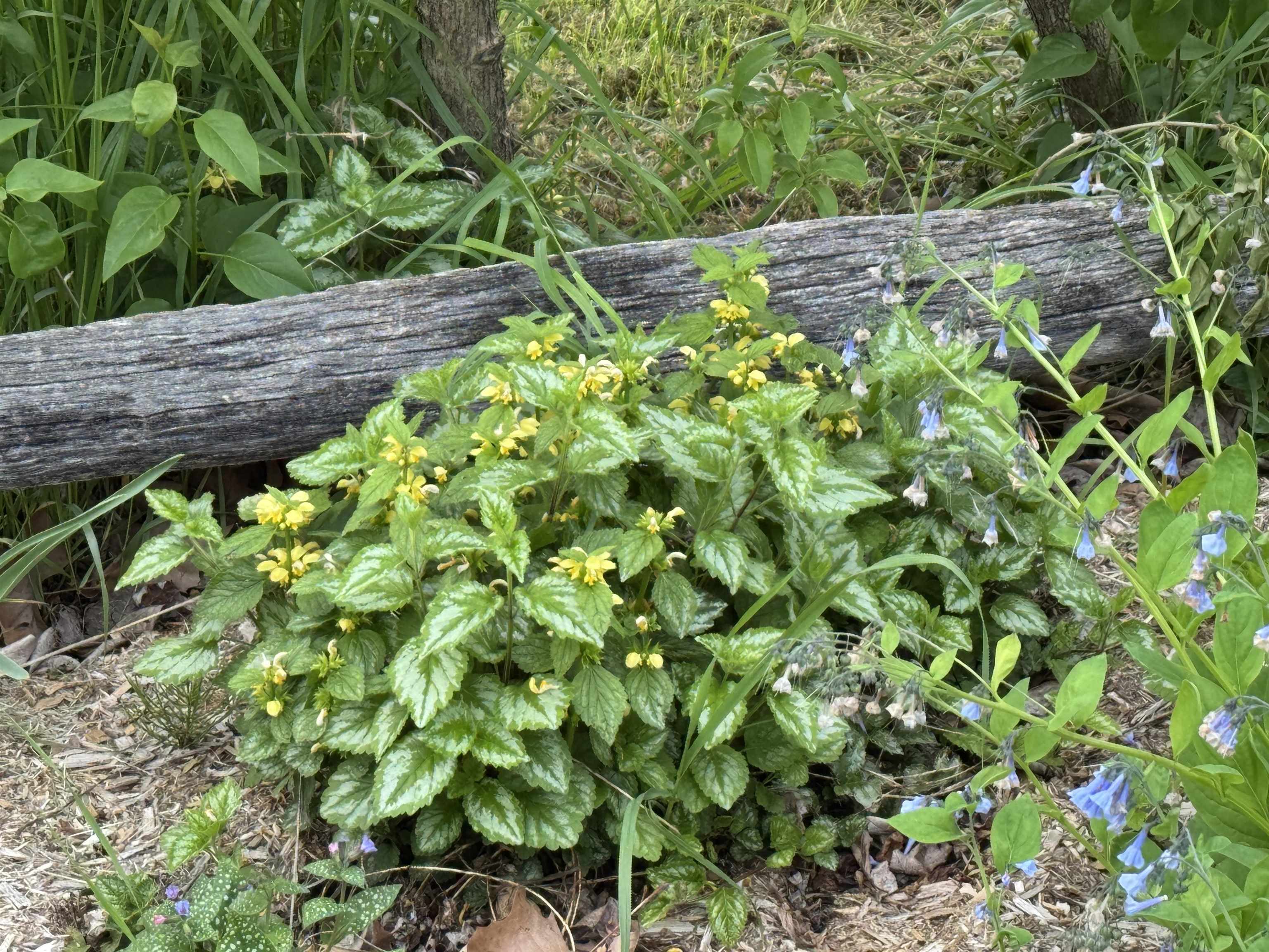 4351 Crown Point Road Bridport, VT 05734 - Photo 58 of 60