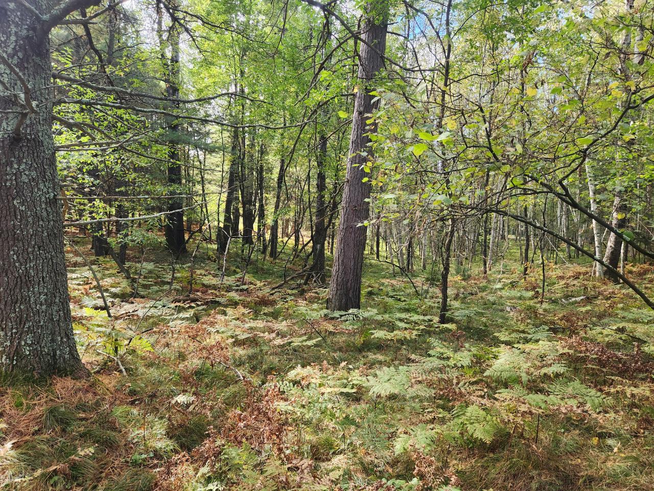 Lot 310 Deerwood Road Minocqua, WI 54548 - Photo 7 of 10 Gallery Image 7