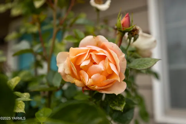 $365,000 | 621 Westwind Drive, Zillah, WA 98953