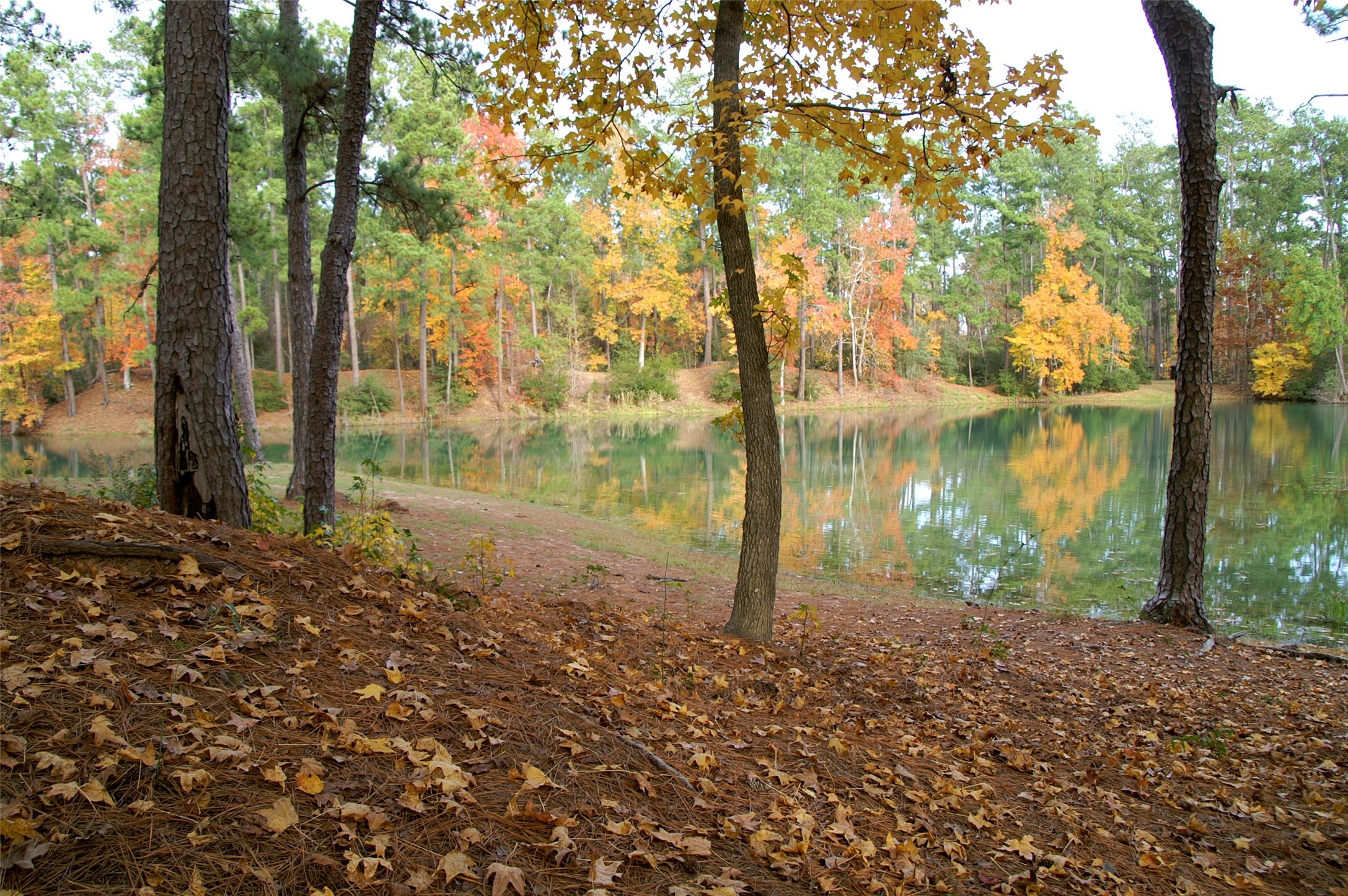 63 Smith Loop South Cleveland, TX 77327 - Photo 15 of 23 a backyard of a house with lots of green space