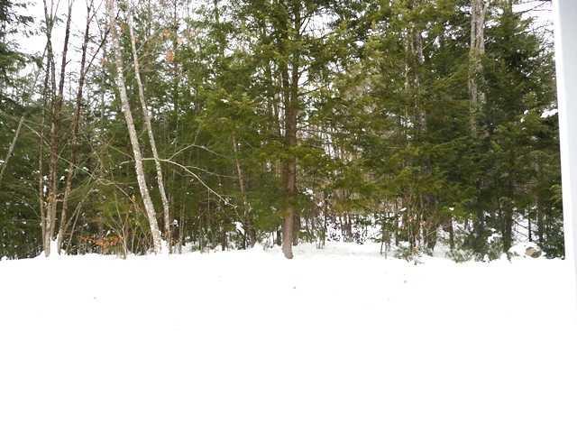 149 Colonial Circle Harrison, ME 04040 - Photo 9 of 35 Yard/Garden. Back Yard