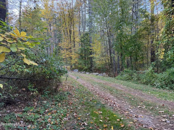 a view of a forest with trees