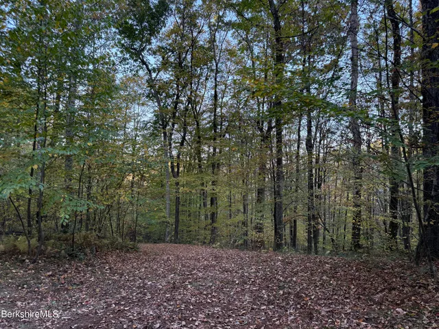 a big yard with lots of green space