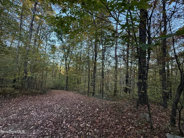 a view of a forest with trees in the background