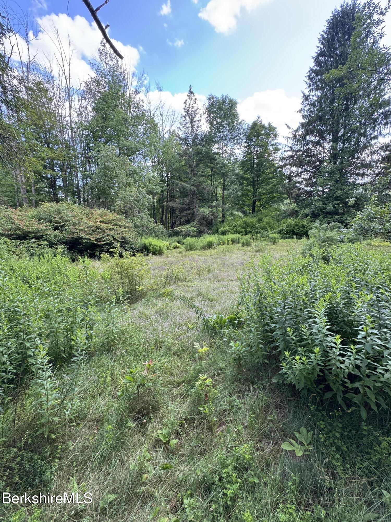 416 W Road Alford, MA 01266 - Photo 3 of 21 a view of a lush green forest with lots of trees