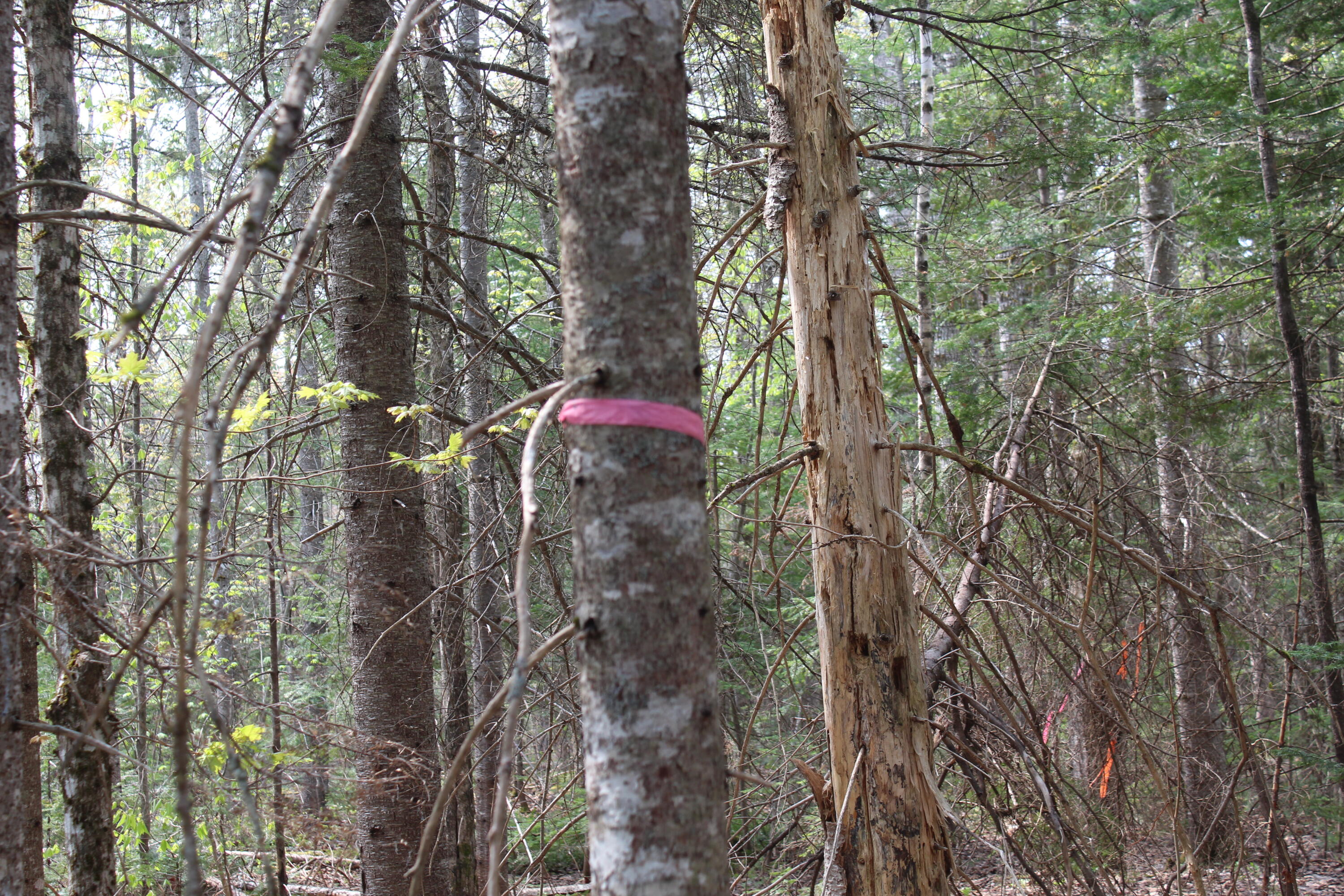 M4-l2 Laskey Road Houlton, ME 04730 - Photo 18 of 20 IMG_5019