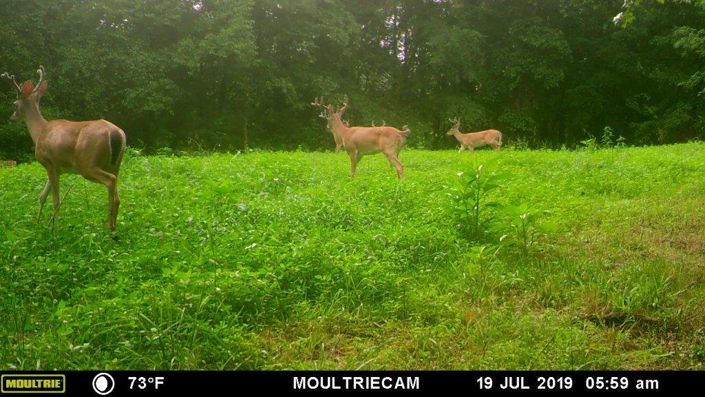 12 Old Guthrie Road Loretto, TN 38469 - Photo 2 of 30 Loaded with Wildlife - Taken on 07.19.2019, this weekend getaway will thrill the avid hunter.
