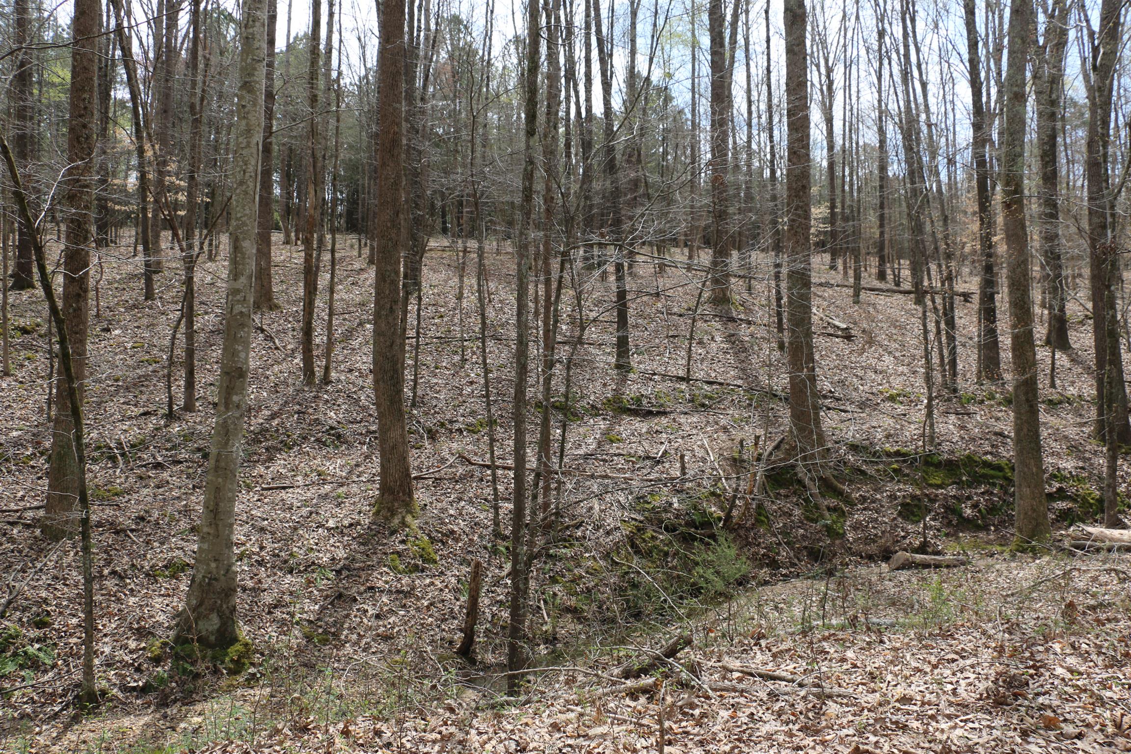 12 Old Guthrie Road Loretto, TN 38469 - Photo 28 of 30 Gallery Image 28