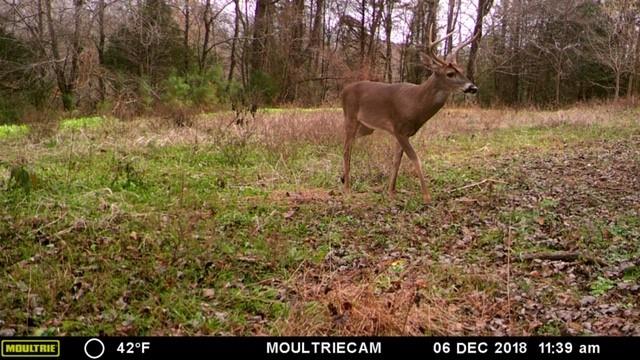 12 Old Guthrie Road Loretto, TN 38469 - Photo 6 of 30 Gallery Image 6