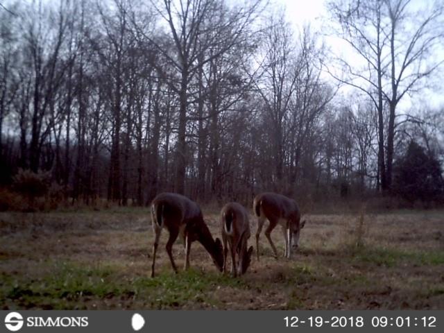 12 Old Guthrie Road Loretto, TN 38469 - Photo 8 of 30 Gallery Image 8