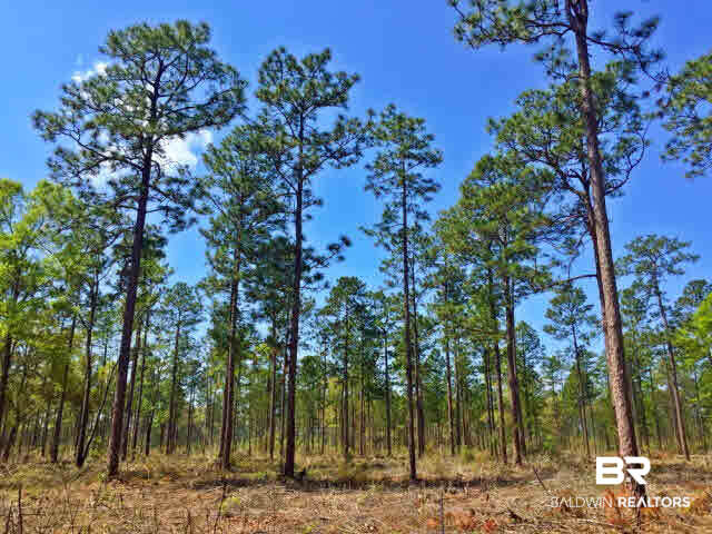 0 South Grand Bay Wilmer Road Wilmer, AL 36587 - Photo 14 of 18