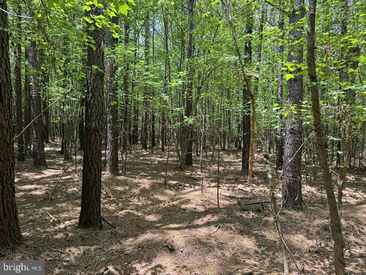 0 Salisbury Road Spring Grove, VA 23881 - Photo 19 of 23