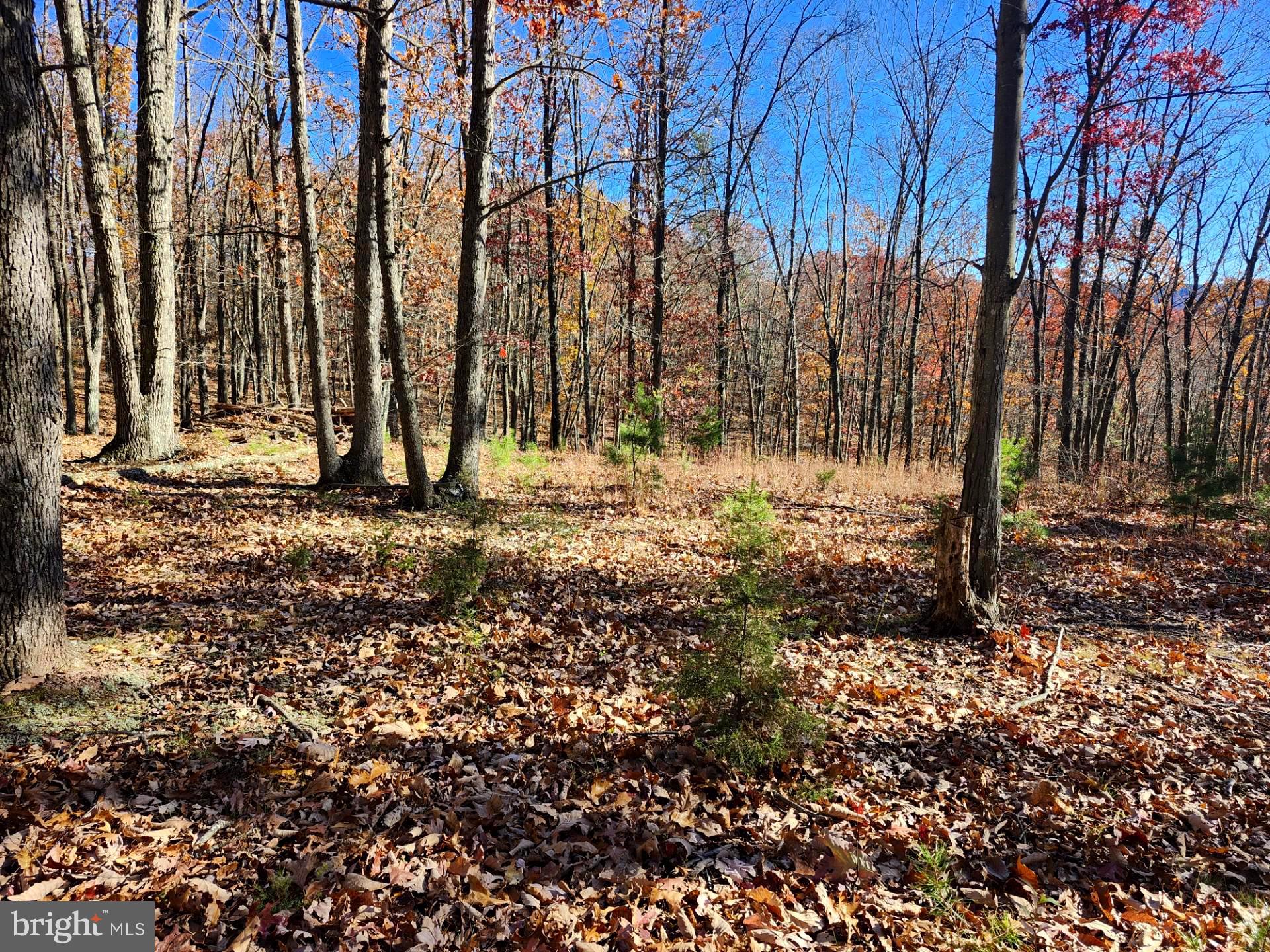 176 Rendezvous Road Delray, WV 26714 - Photo 11 of 23