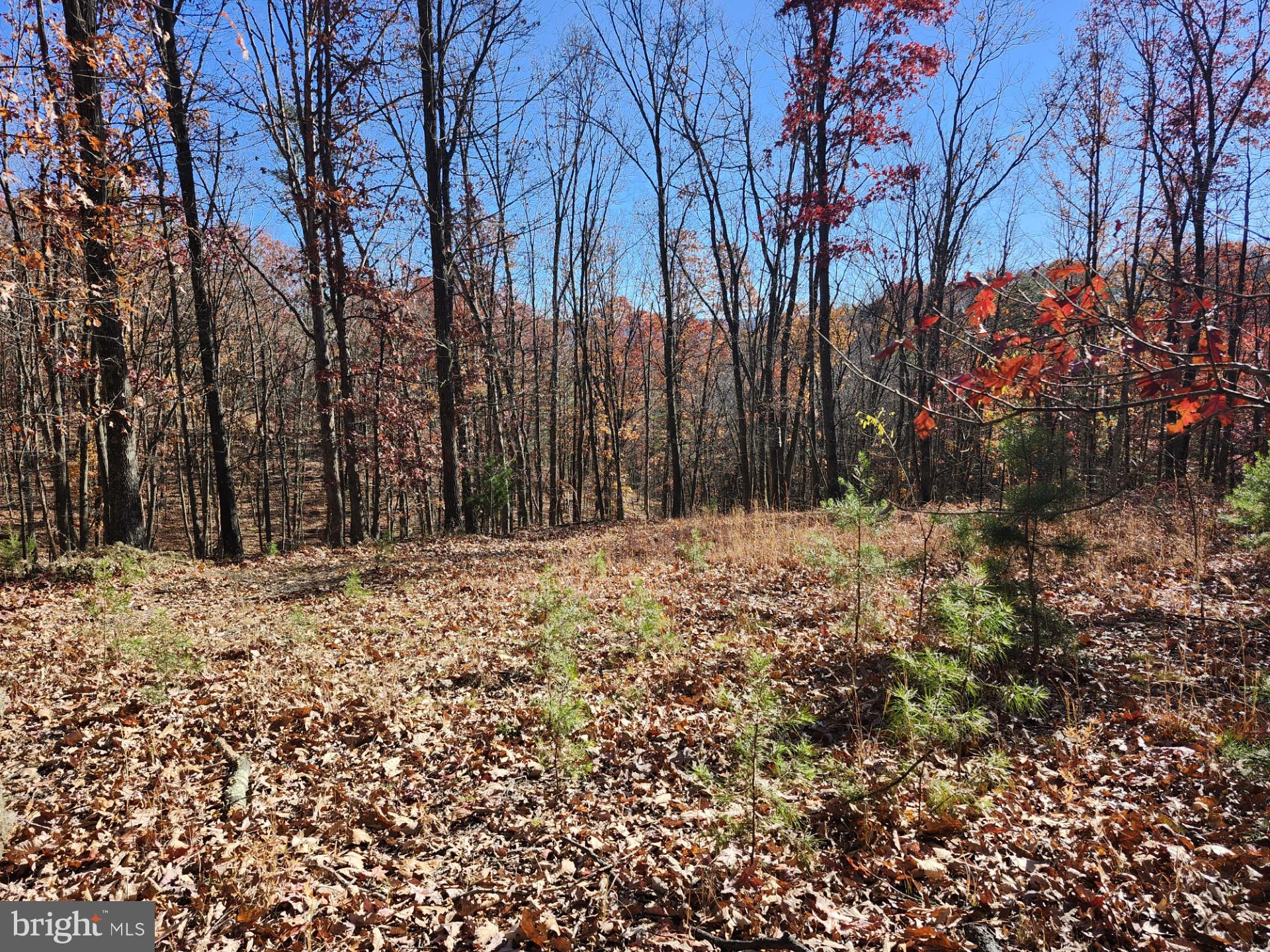 176 Rendezvous Road Delray, WV 26714 - Photo 14 of 23
