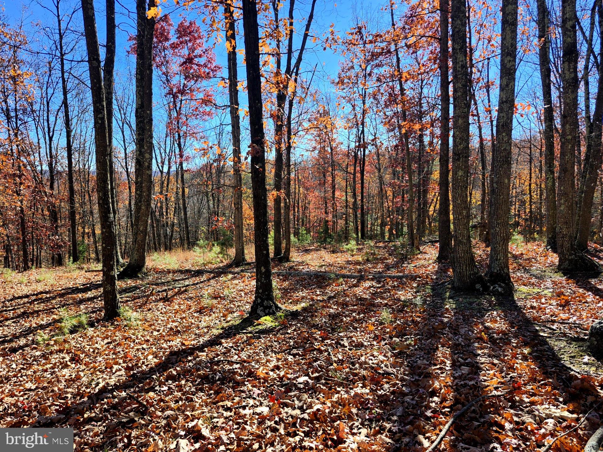 176 Rendezvous Road Delray, WV 26714 - Photo 7 of 23 ALL WOODED!
