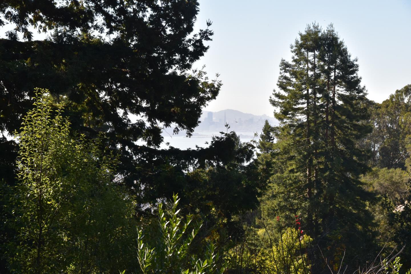 66 Poppy Lane Berkeley, CA 94708 - Photo 20 of 38 a picture of tree