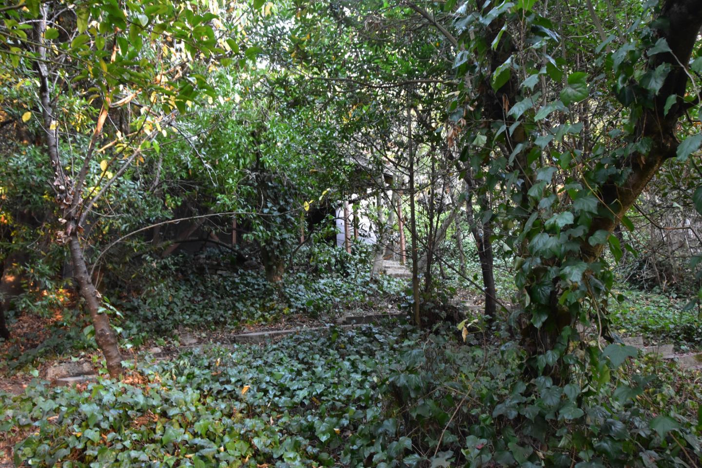 66 Poppy Lane Berkeley, CA 94708 - Photo 24 of 38 a view of a lush green forest