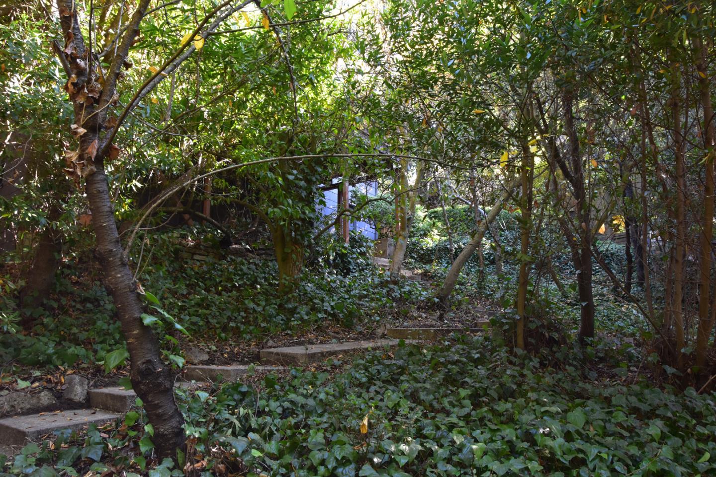 66 Poppy Lane Berkeley, CA 94708 - Photo 25 of 38 a view of a forest