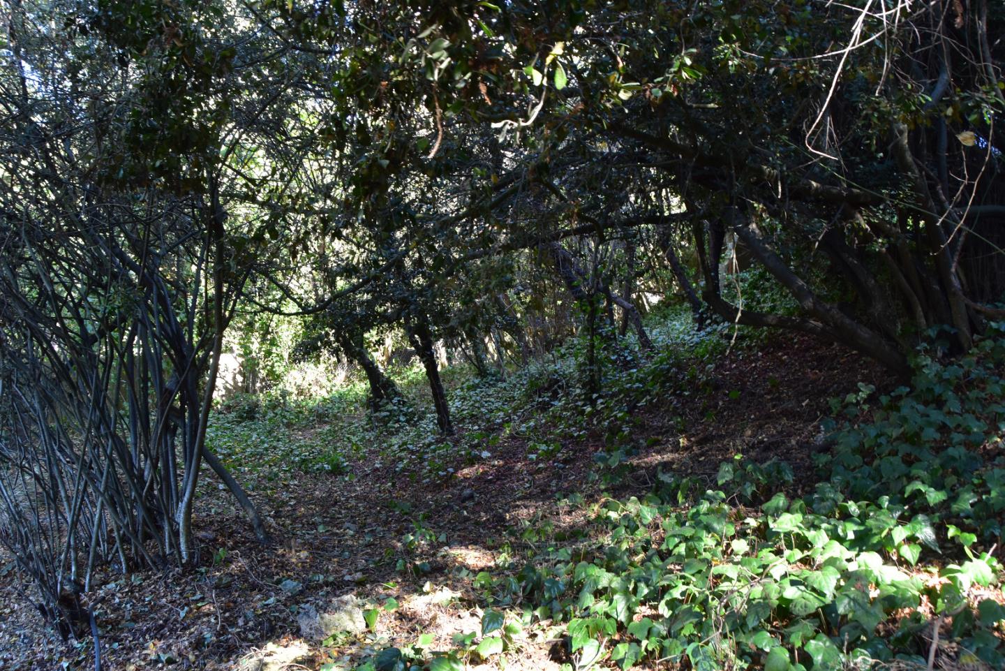 66 Poppy Lane Berkeley, CA 94708 - Photo 27 of 38 a view of a forest with trees in the background