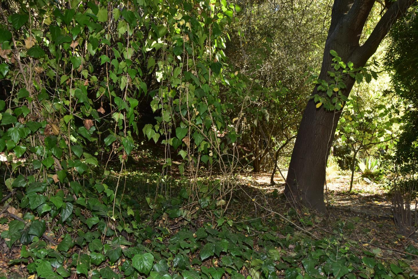 66 Poppy Lane Berkeley, CA 94708 - Photo 28 of 38 a view of outdoor space with deck and tree