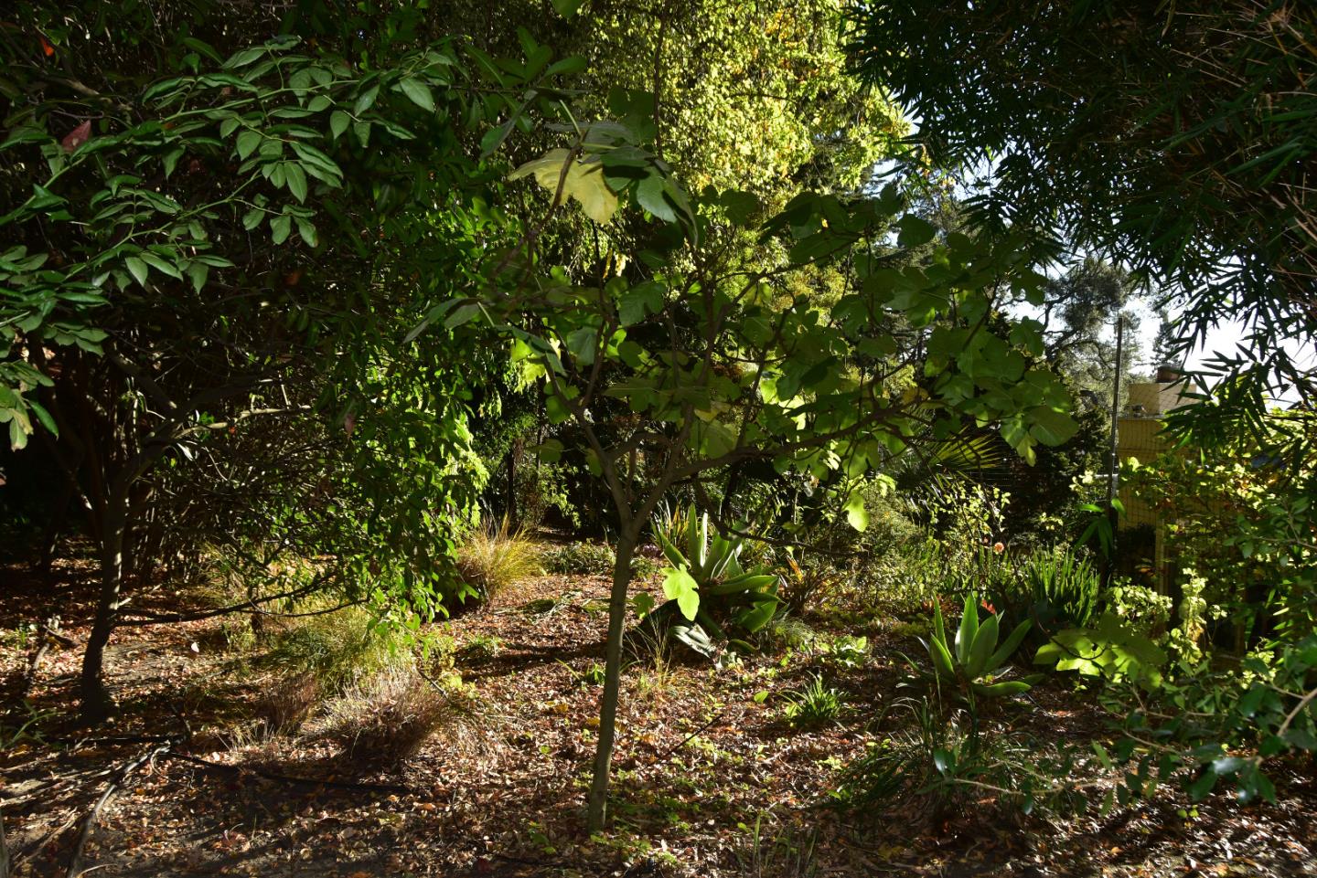 66 Poppy Lane Berkeley, CA 94708 - Photo 29 of 38 a view of a tree