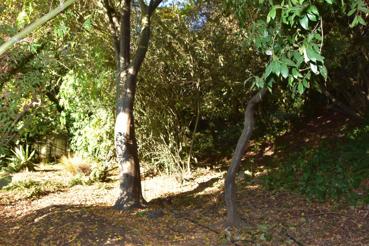 66 Poppy Lane Berkeley, CA 94708 - Photo 30 of 38