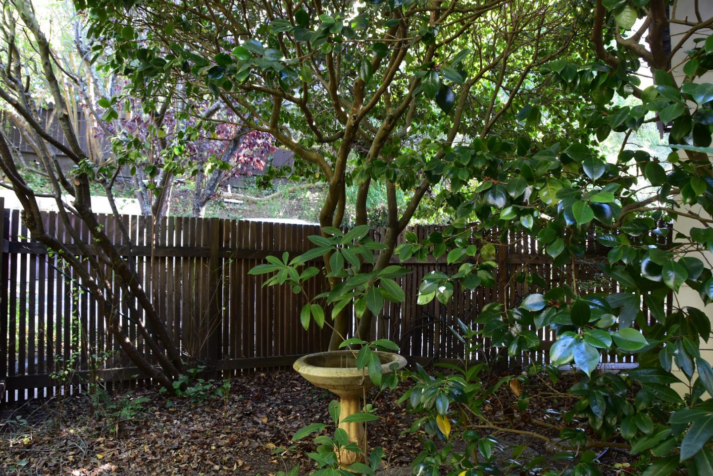 66 Poppy Lane Berkeley, CA 94708 - Photo 4 of 38 a view of a backyard with plants
