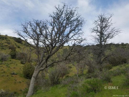 Ellen Blue Road Caliente, CA 93518 - Photo 6 of 6