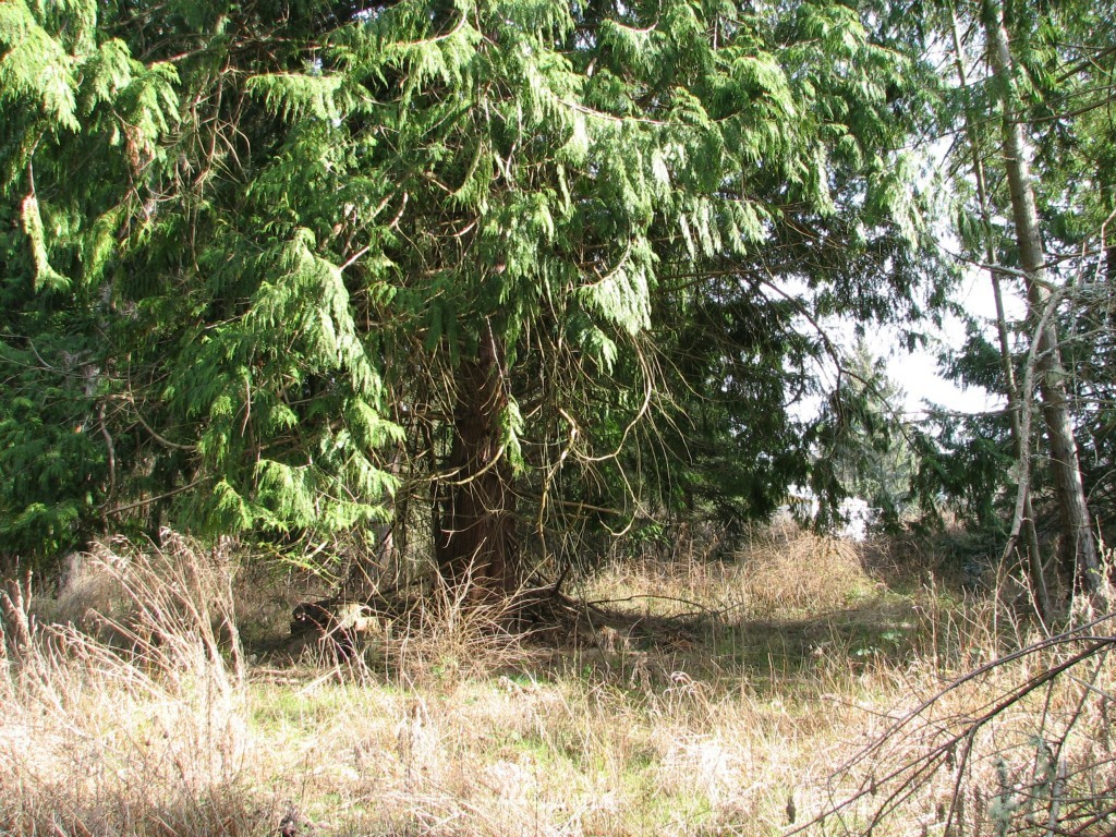 434 West Sullivan Road Oak Harbor, WA 98277 - Photo 18 of 25 Gallery Image 18