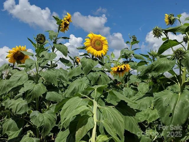 $349,999 | 37 Bittersweet Drive, Hendersonville, NC 28792