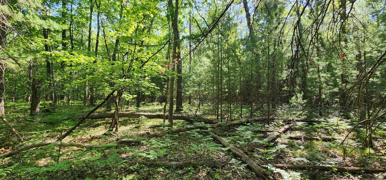 7 Mile Road Free Soil, MI 49411 - Photo 4 of 14