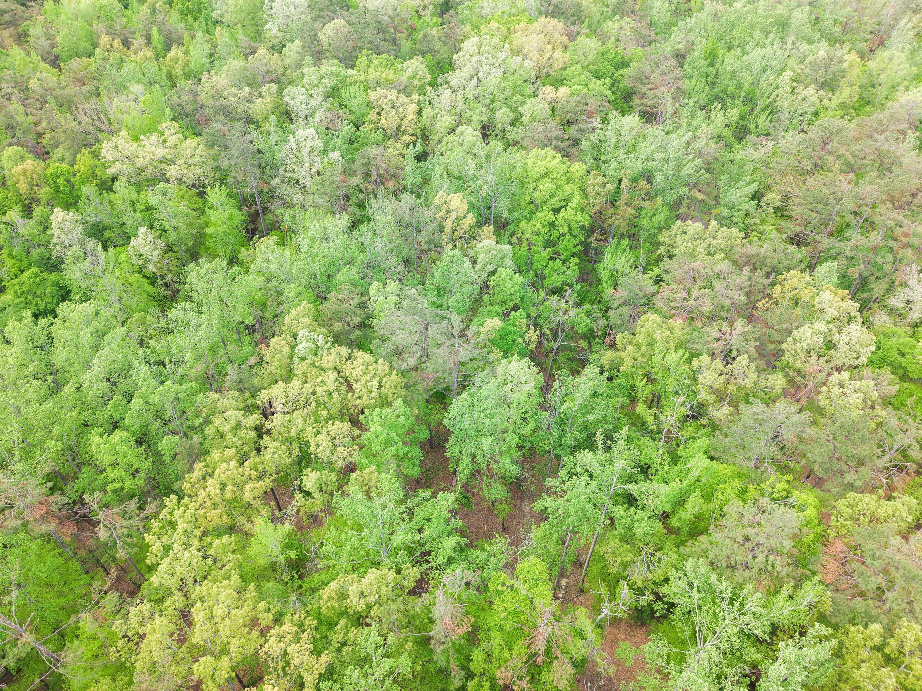1225 Highway 356 Rienzi, MS 38865 - Photo 45 of 63 Gallery Image 45