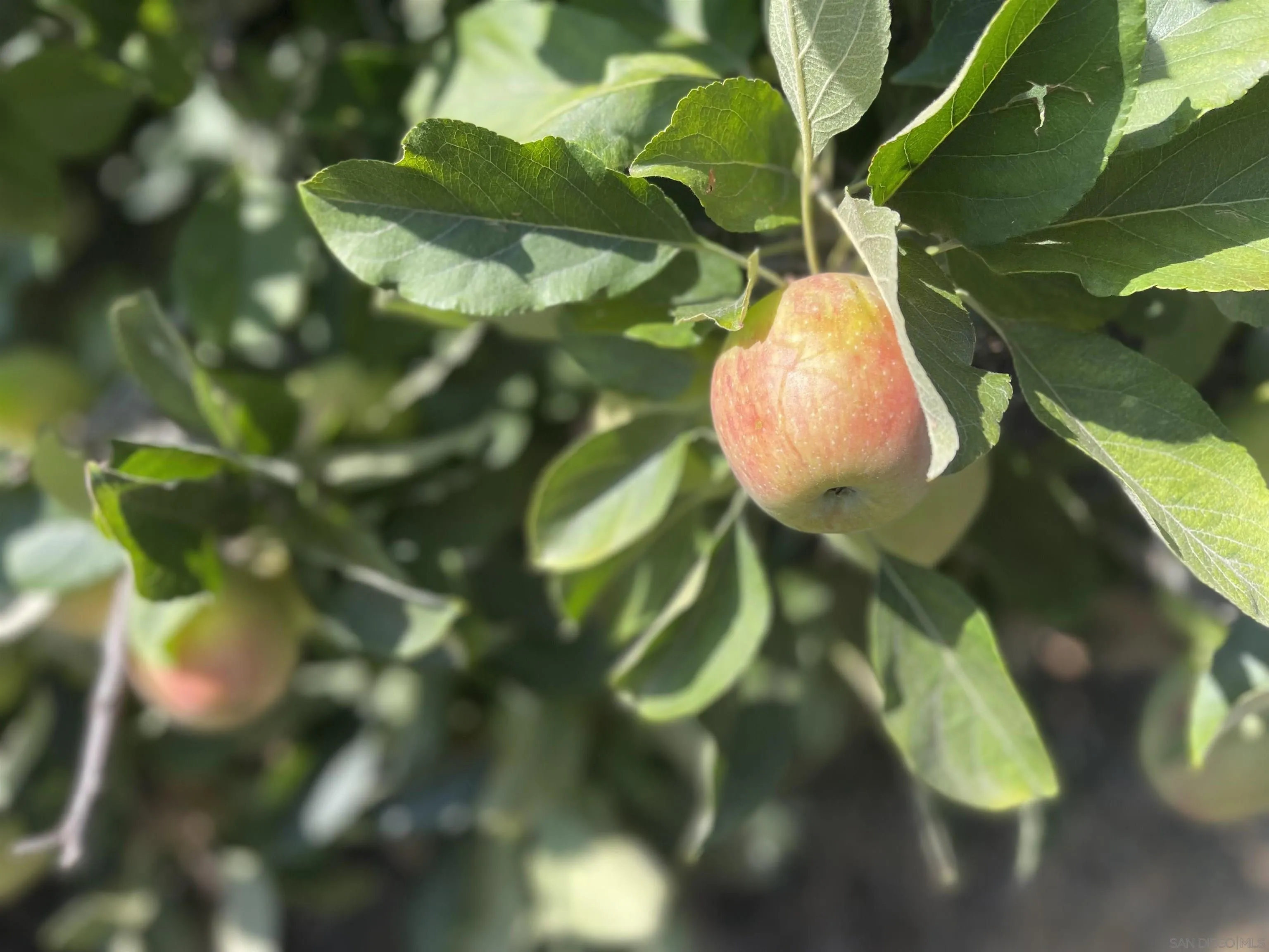 14150 Tobiasson Road Poway, CA 92064 - Photo 11 of 12 a view of plant