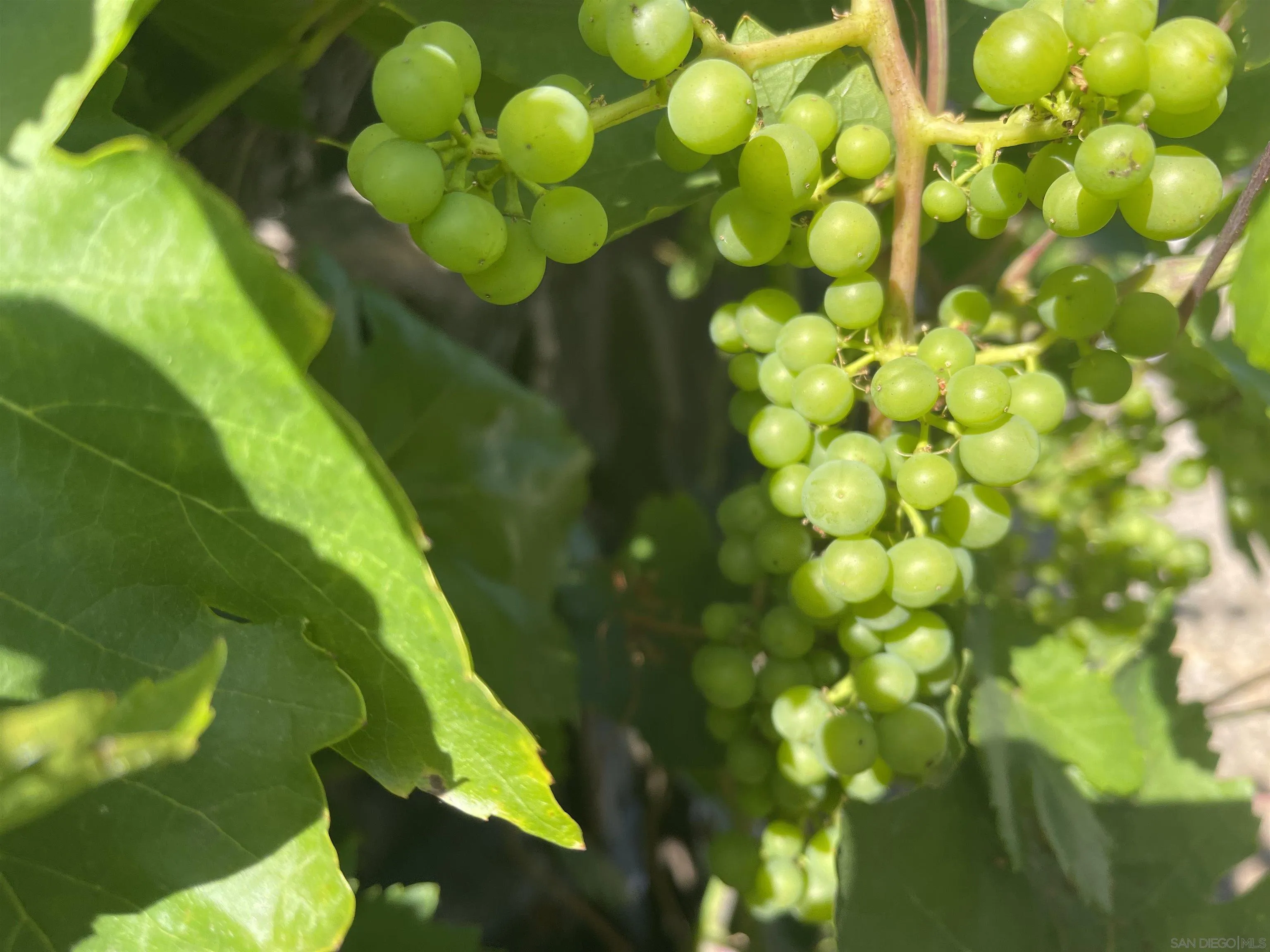 14150 Tobiasson Road Poway, CA 92064 - Photo 10 of 12 a view of plant