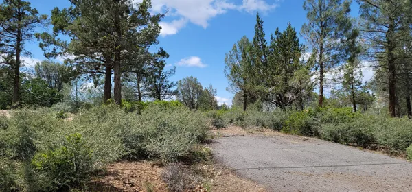 a view of a plants and trees