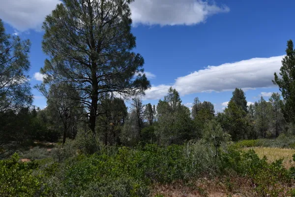 a view of a city with lush green forest