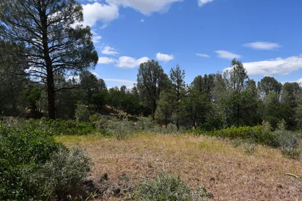 a view of a yard with trees