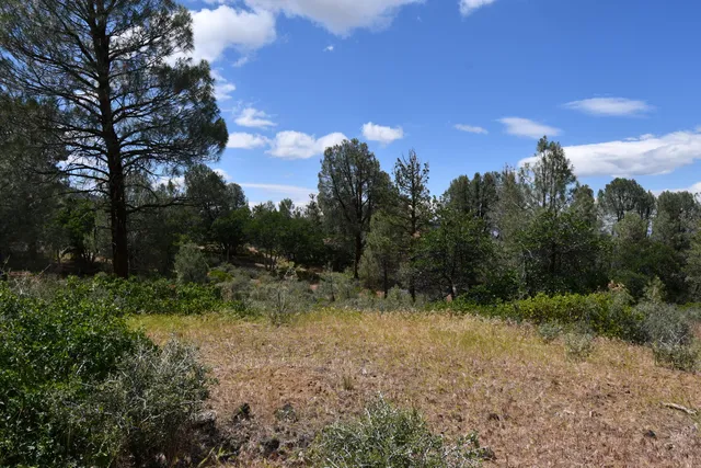 a view of a yard with trees