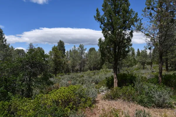 a view of a city with lush green forest