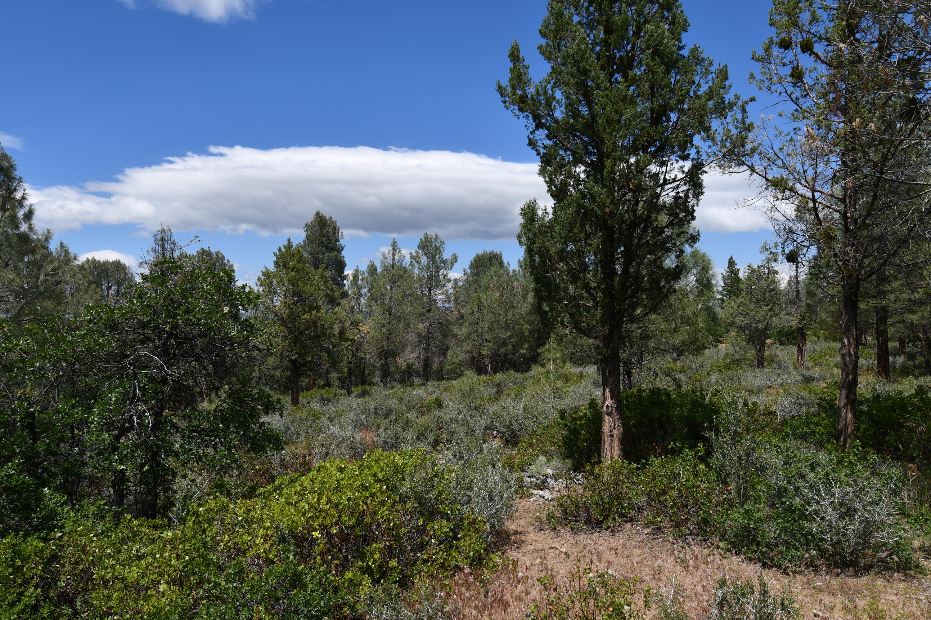 Lot 11 Cassel Fall River Road Fall River Mills, CA 96028 - Photo 15 of 17 a view of a city with lush green forest