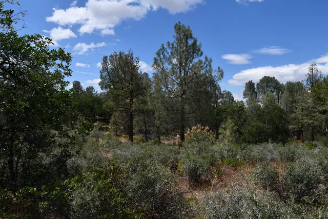a view of a bunch of trees in a field