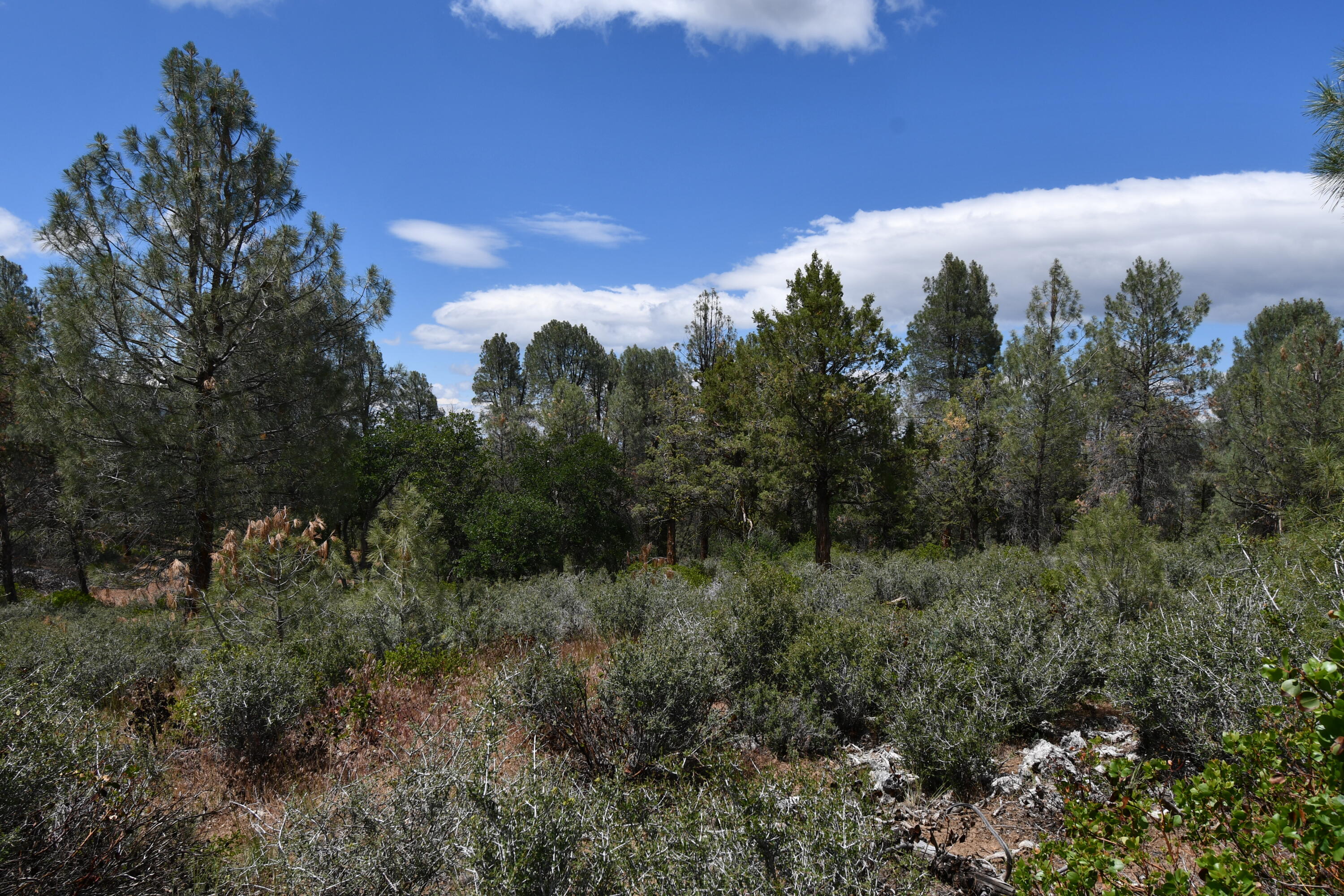 Lot 11 Cassel Fall River Road Fall River Mills, CA 96028 - Photo 17 of 17 a view of a city with lush green forest