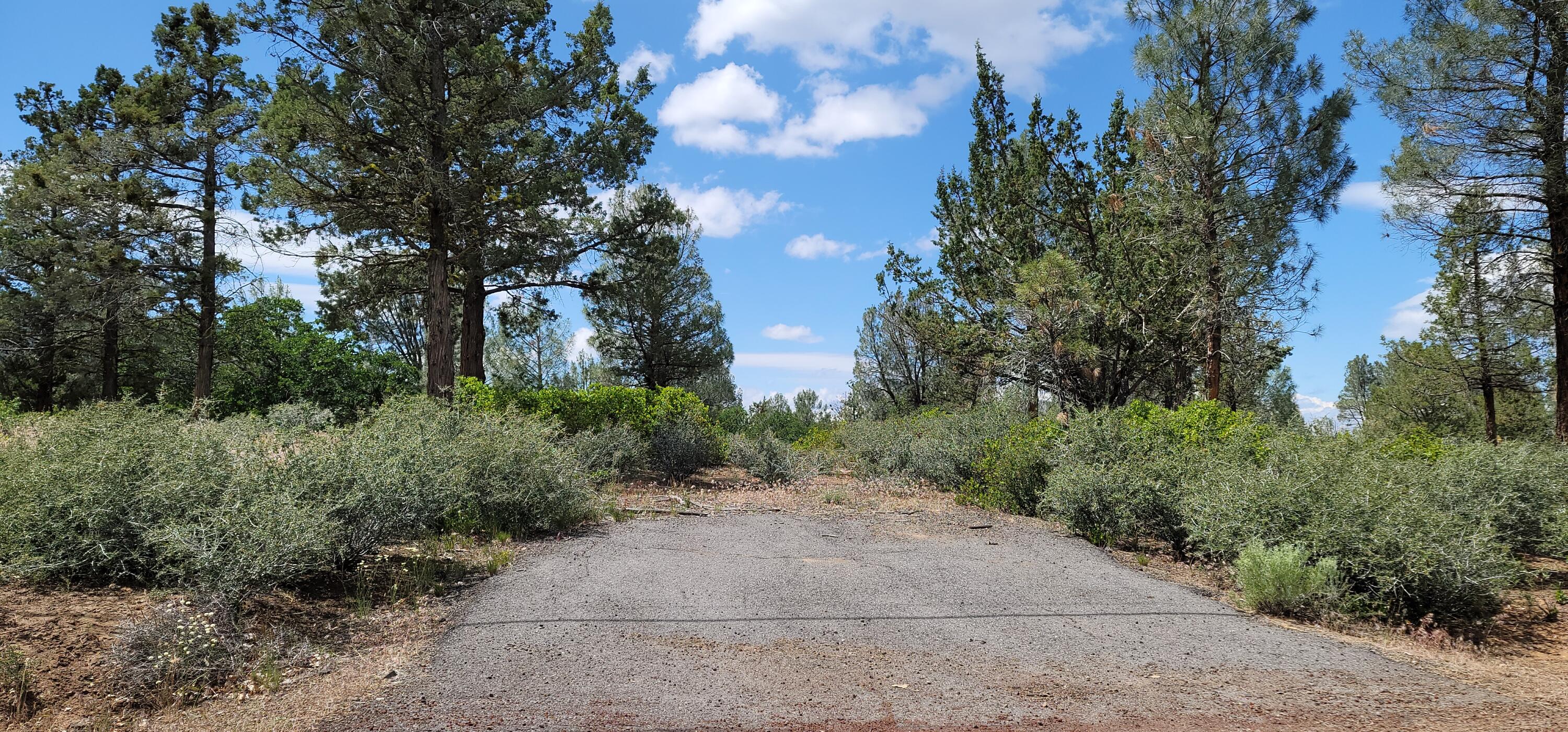 Lot 11 Cassel Fall River Road Fall River Mills, CA 96028 - Photo 2 of 17 a view of path and green space